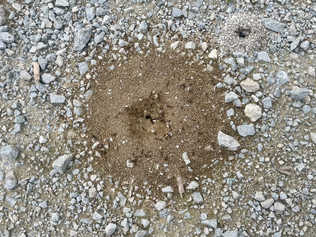 This image has an empty alt attribute; its file name is img_7317.jpg